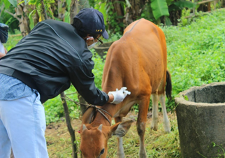 Kegiatan Pendataan Ternak Sapi Dan Vaksinasi Penyakit Mulut dan Kuku (PMK) di Desa Batuan Kaler, Kecamatan Sukawati, Kabupaten Gianyar